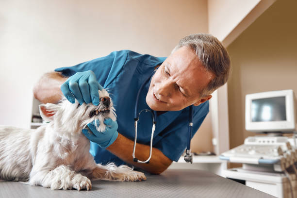 Best Pediatric Emergency Dentist in Belington, WV
